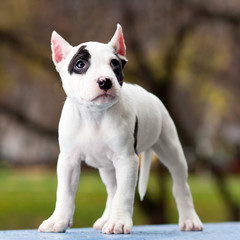 American Staffordshire terrier puppy