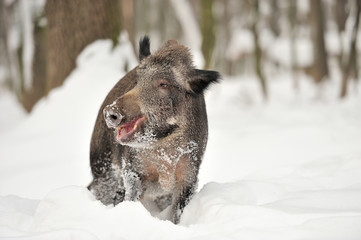 Wild boar