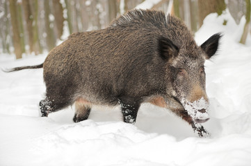 Wild boar