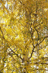 Yellow birch.