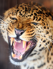 Obraz premium Leopard