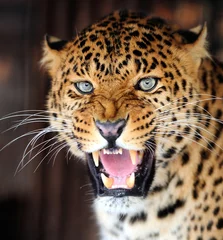 Foto op Plexiglas Leopard © byrdyak