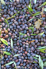 récolte des olives près de Nyons