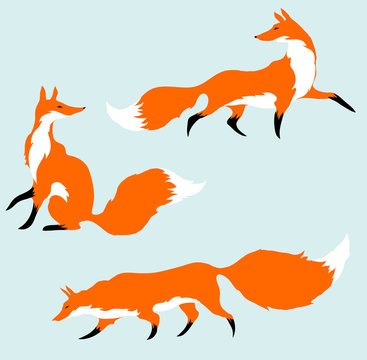 Three red foxes