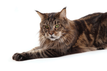 Maine Coon cat on a white background