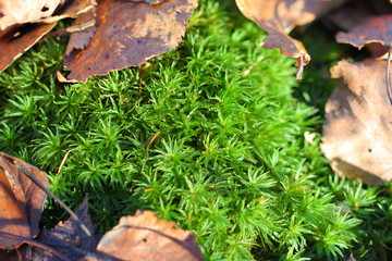 green moss