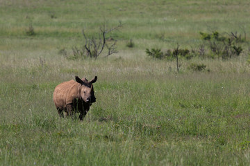 Rhinocéros et Phacochères en liberté dans le Pilanesberg en Afrique du Sud 