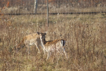 KOZIOŁEK © goral75