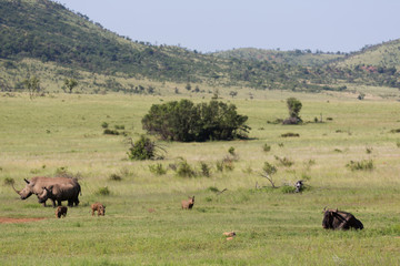 Naklejka na ściany i meble Rhinocéros et Phacochères en liberté dans le Pilanesberg en Afrique du Sud 