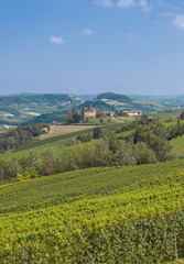 Fototapeta na wymiar Winnice w Piemoncie, w pobliżu miejscowości wina Asti