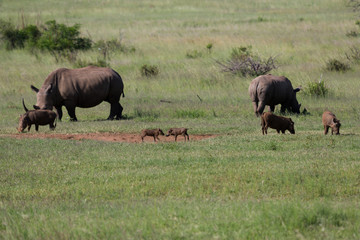 Rhinocéros et Phacochères en liberté dans le Pilanesberg en Afrique du Sud 