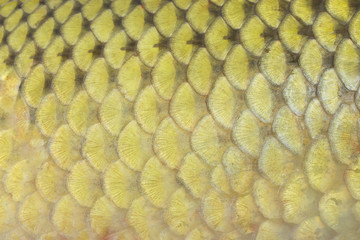 fish scales © dimakp
