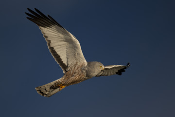 Cinereous Harrier flying