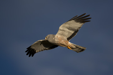 Cinereous Harrier flying