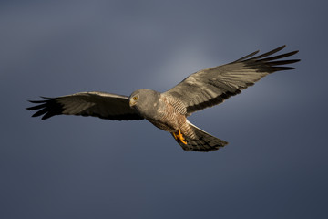 Cinereous Harrier flying