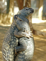 Gentle embrace of two monitor lizards