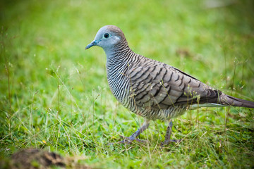 Zebra Dove (Geopelia striata) walking on the grass.