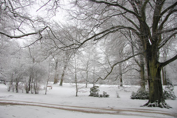 Fototapeta premium Winter forest