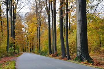 Route de forêt en automne