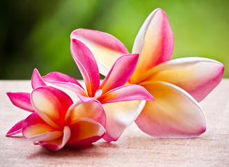 Fototapeta na wymiar Piękne kwiaty magnolii.