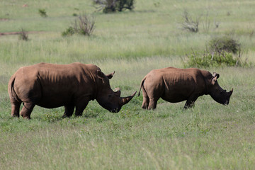 Rhinocéros dans la savane d'Afrique du Sud