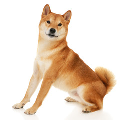 Shiba Inu dog