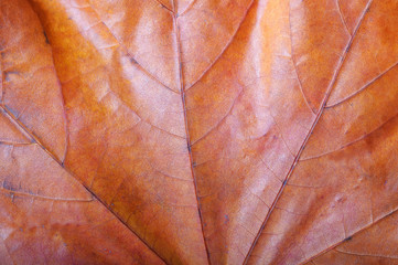 Obraz premium Macro leaf