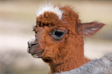Fototapeta premium portrait of a baby alpaca