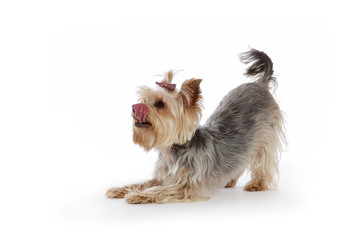 yorkshire nain femelle demandant nourriture