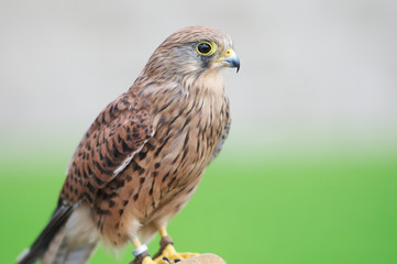 closeup of a hawk
