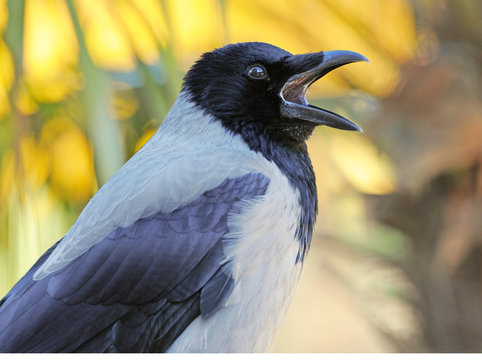 Closeup Of A Cawing Crow With Open Beak