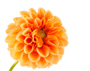 dahlia orange