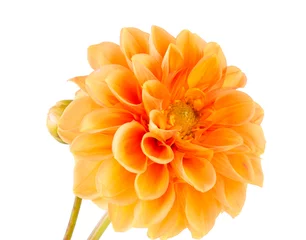 Zelfklevend Fotobehang Dahlia oranje dahlia