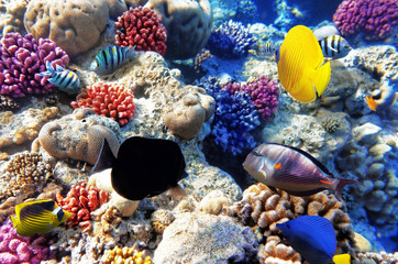 Coral and fish in the Red Sea. Egypt, Africa.