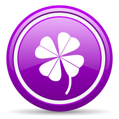 four-leaf clover violet glossy icon on white background