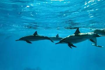 Foto op Plexiglas Dolfijnen Dolfijnen in de zee