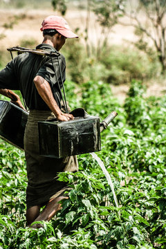 Portrait of a Burmese farmer watering plant