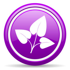 eco violet glossy icon on white background