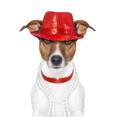 funny dog