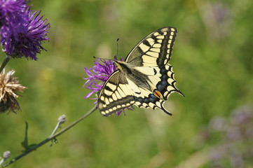 Fototapeta na wymiar Pa¼ królowej, Papilio machaon