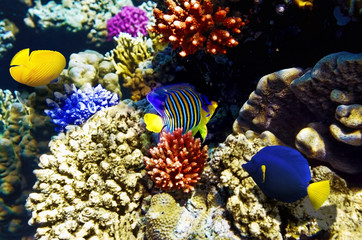 Fototapeta na wymiar Koral i ryby w Morzu Czerwonym. Egipt, Afryka.