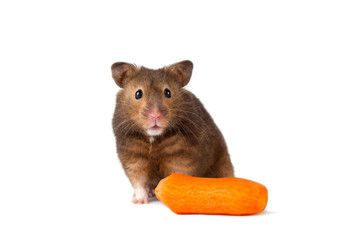 Cute hamster with carrot isolated white