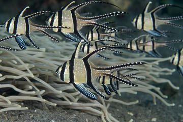 Banggai cardinalfish