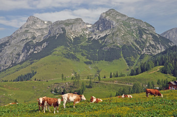 Fototapeta na wymiar Kühe bei Werfenweng