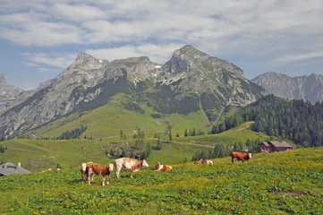 Fototapeta na wymiar Krowy w Werfenweng