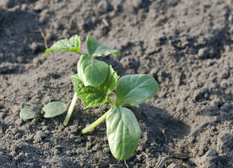 Cucumber sprout