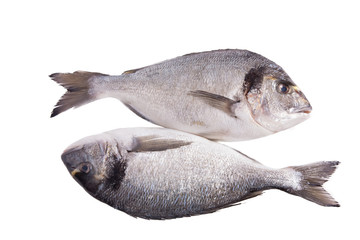 Two dorado fish isolated on white