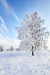 Fototapeta na wymiar drzewa w śniegu przeciw błękitne niebo. Winter scene.