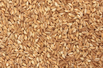 Farro - Spelt