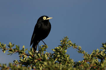 Male Spectacled Tyrant